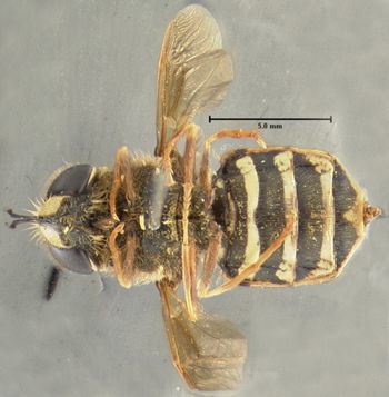 Media type: image;   Entomology 12547 Aspect: habitus ventral view